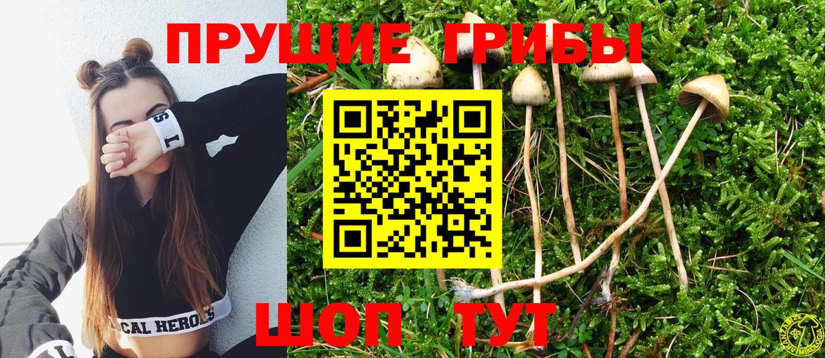 Галлюциногенные грибы Psilocybe Михайловск